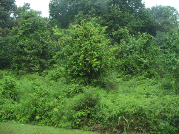 Jungle Scenery on the Way to the East Coast