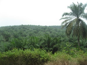 Palm Plantations