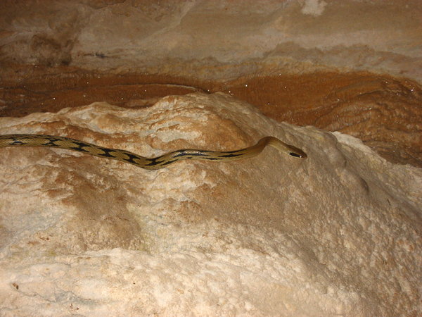 A snake Slithering along the cave floor