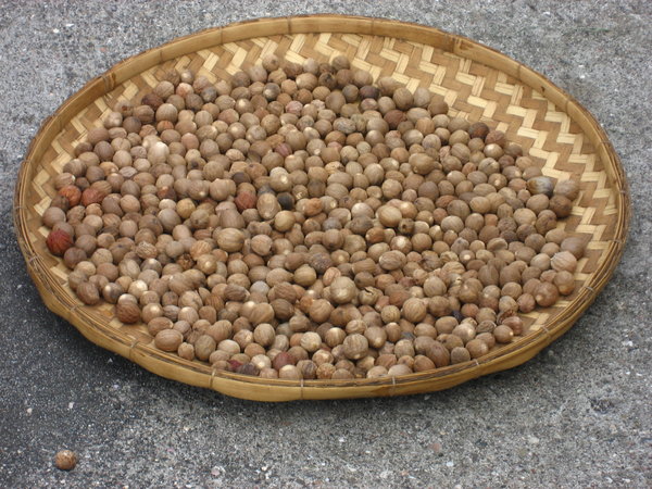Nutmegs drying in the sun