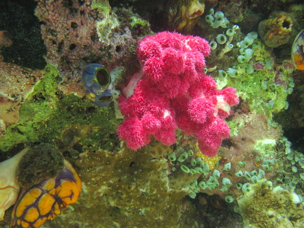 Pink coral