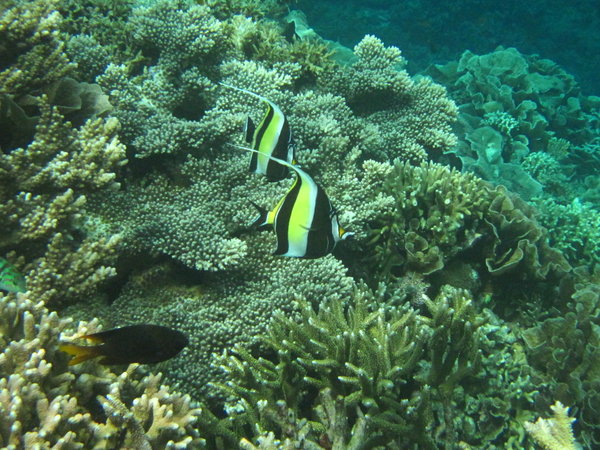 Banner Fish