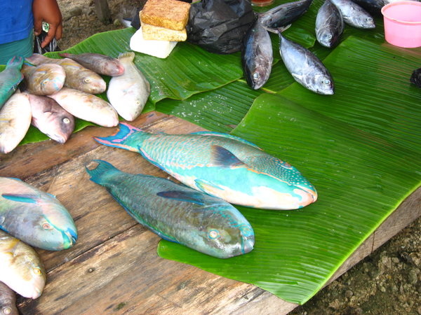 Parrot Fish for dinner?