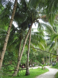Climbing up a palm tree for coconuts