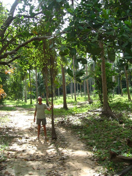 Walking Through the Palm Tree Plantation to the Village