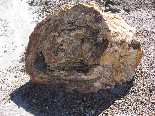 Lump of a tree trunk turned to stone