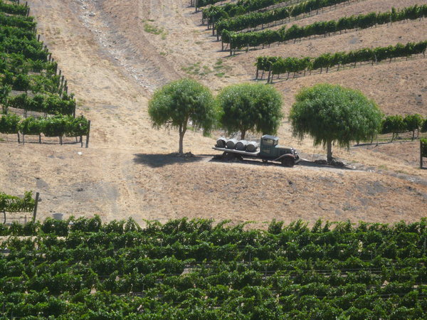 Vineyards of the Santa Ynez Valley