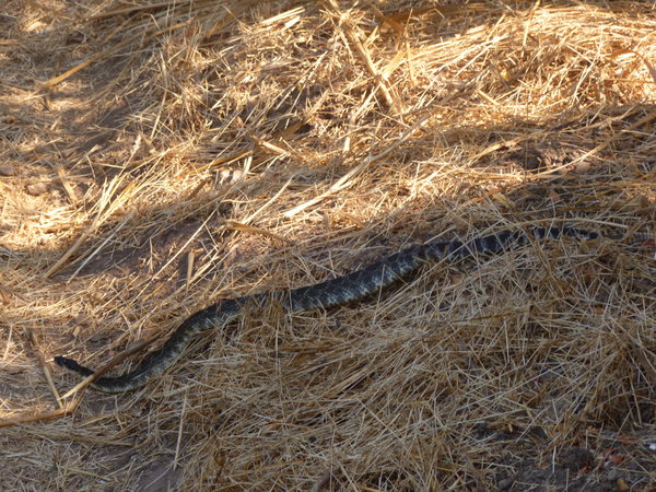Rattlesnake!!