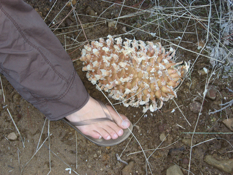 Biggest pinecone I've ever seen