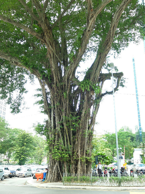 Strange tree roots