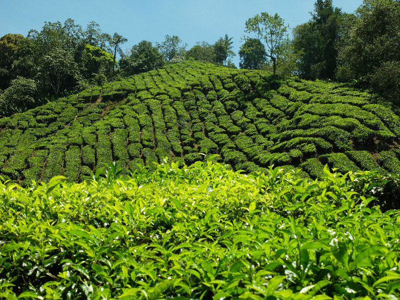 The Boh Tea Plantation