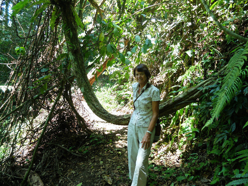Vines trail across the jungle path
