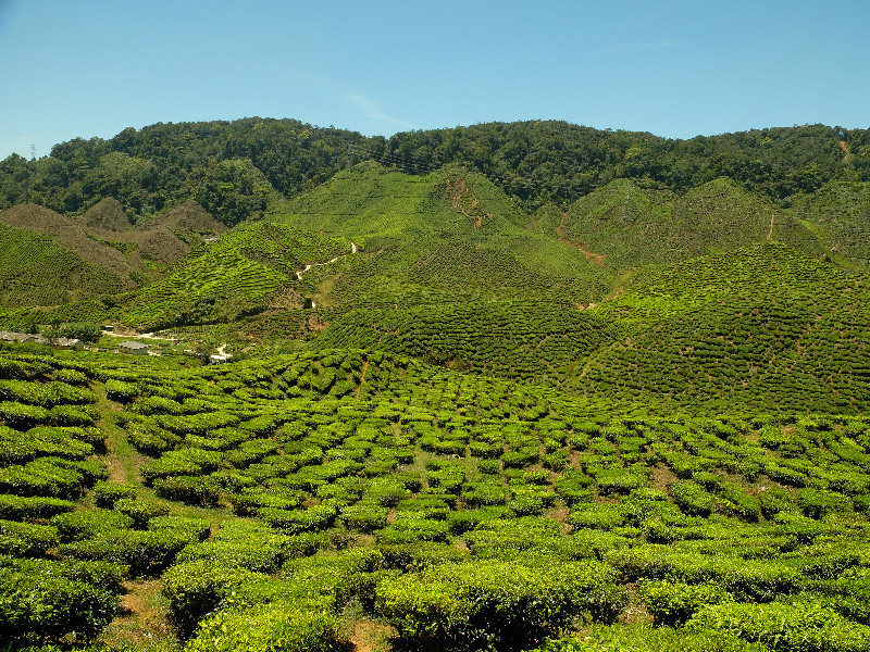 Bahult Tea Plantation