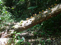 Fungi growing on the tree in the rain forest