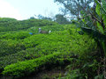 Tea worker plucking tea leaves