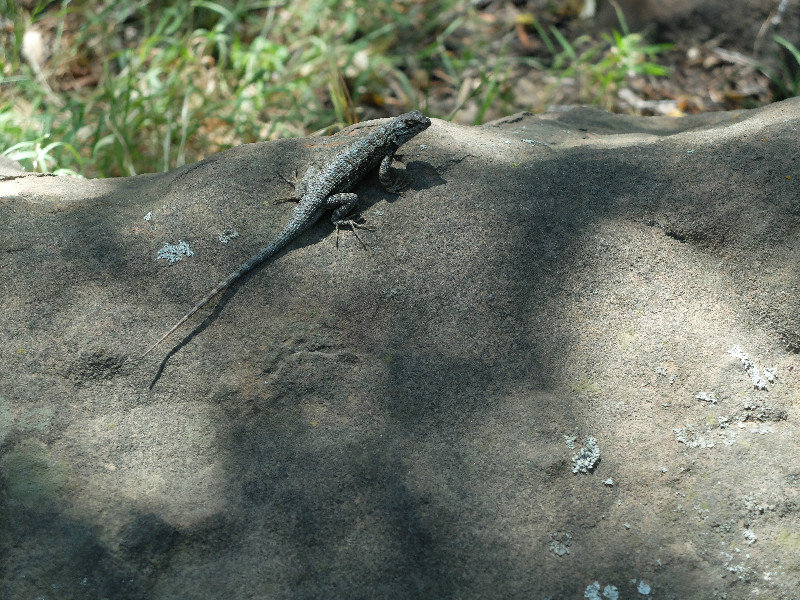 Lizard basking in the sunshine