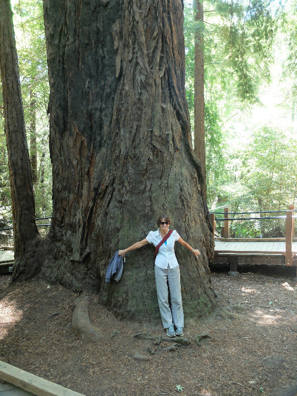 Huge Redwood Trees ,Big Sur