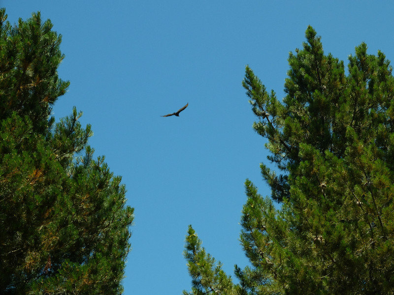 Turkey vulture approaches....