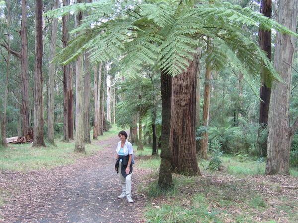 A Ferntree in the Dandenong Mountains