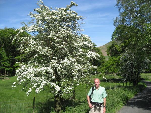 Rowan Tree in Full Bloom