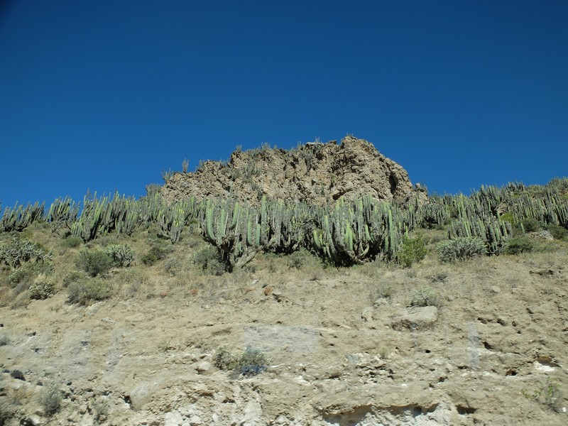 Cactus at the side of the road