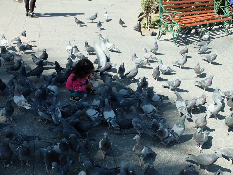 Pigeons in the Plaza