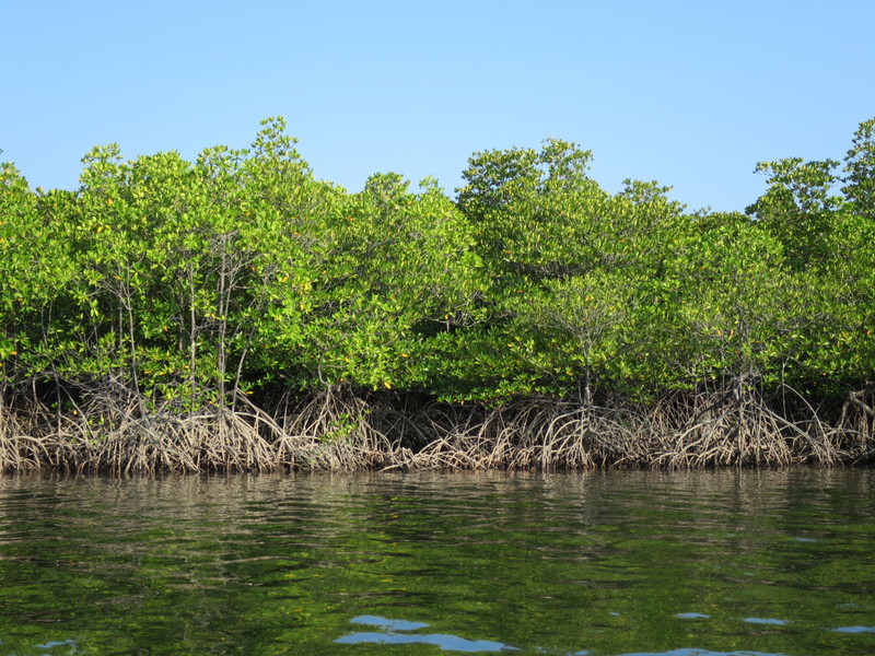 Sailing through the extensive mangrove forest on the way off the island.