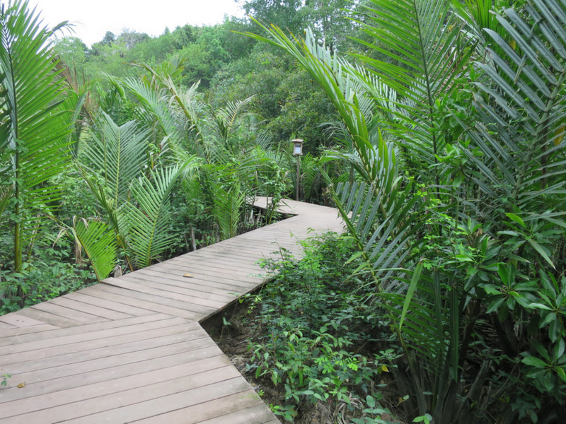 Boardwalks through the mangroves