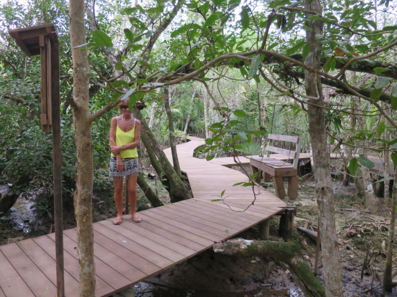 Boardwalks through the mangroves