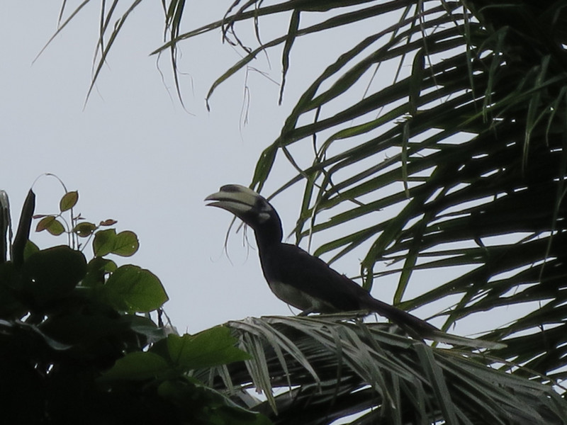 A hornbill