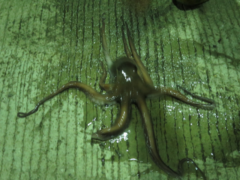 An octopus. Poor thing tried to walk away!