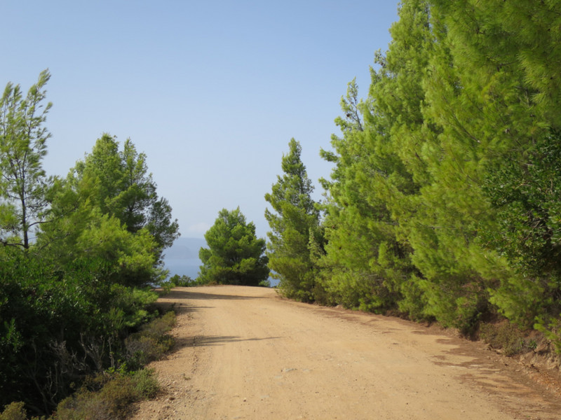 Dirt roads lined with pine trees.