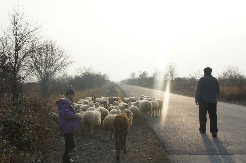 Herding the sheep 