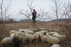 Feeding the sheep from the trees