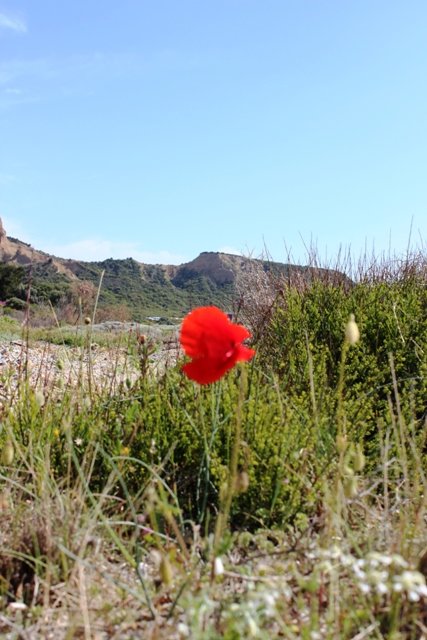 Famous Red Poppies