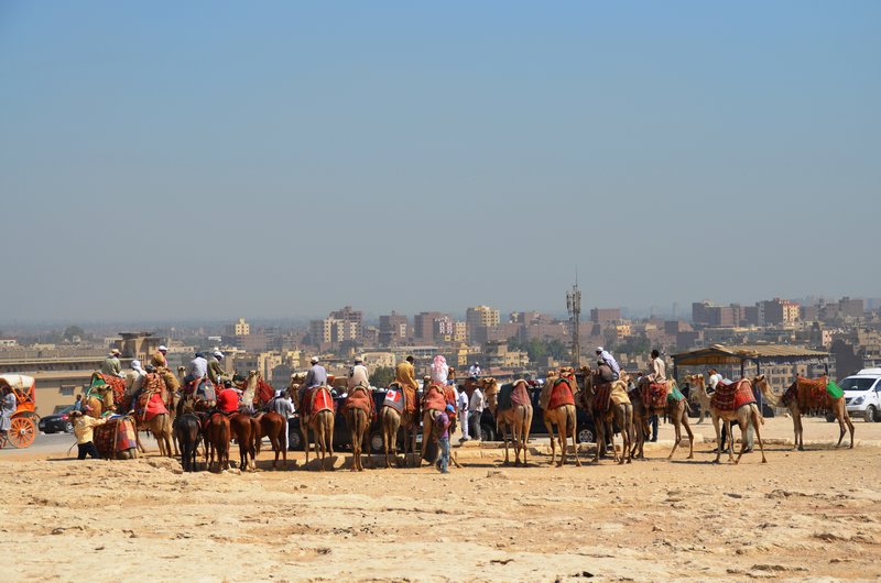 Camels and the view of Giza 