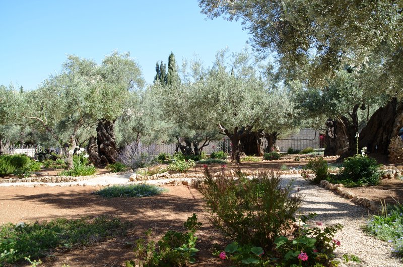 The Garden of Olives 