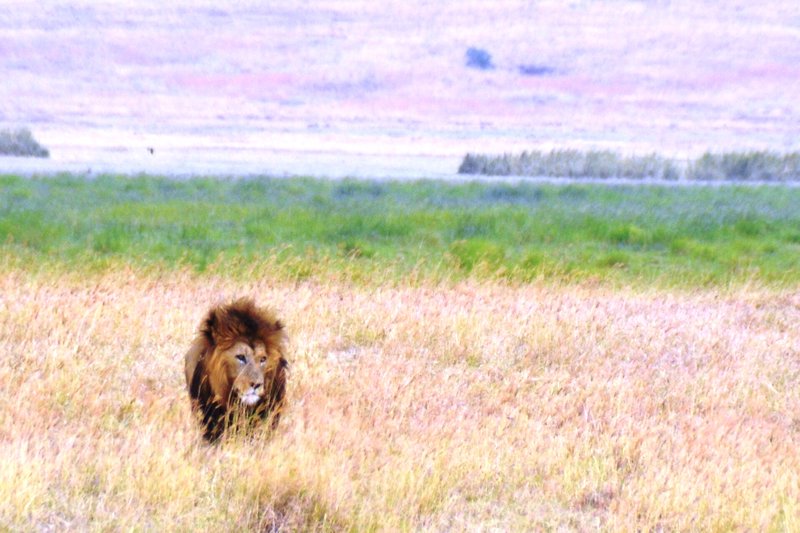 Lion at Ngorongoro Crater