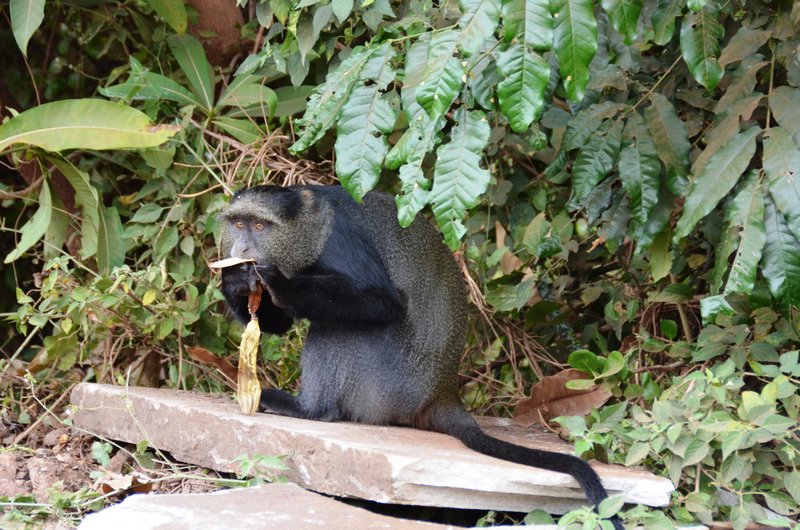 Monkey at Lake Manyara National Park 