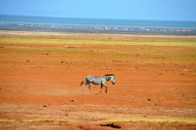 Zebra at Ngorongro Crater