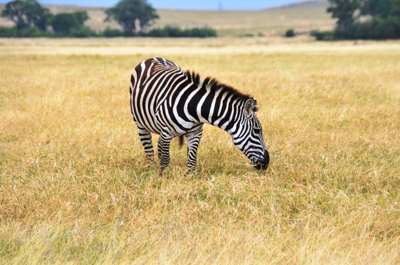 Zebra at Serengeti National Park  