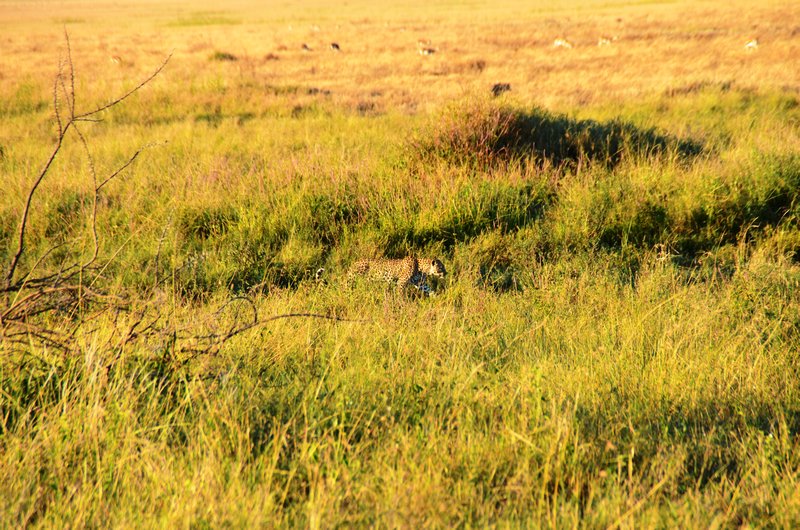 Cheetah Spotting