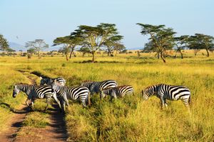 Zebra Crossing 
