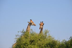 Sneaky giraffes
