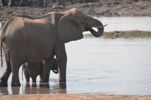 Thirsty elephant