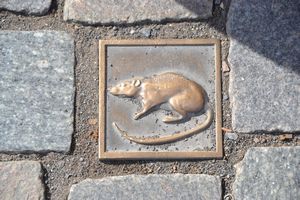 Rats everywhere in Hameln