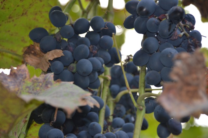 Black grapes in our families garden