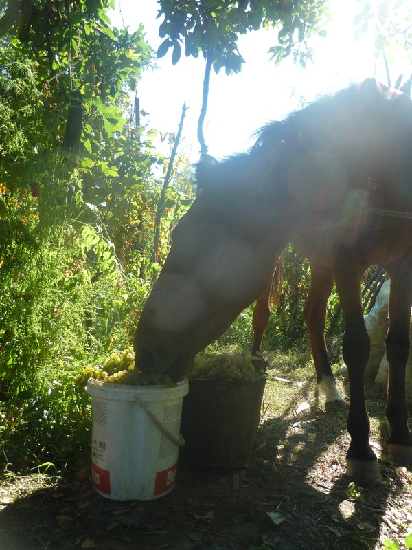 Even the horse is getting into the grapes