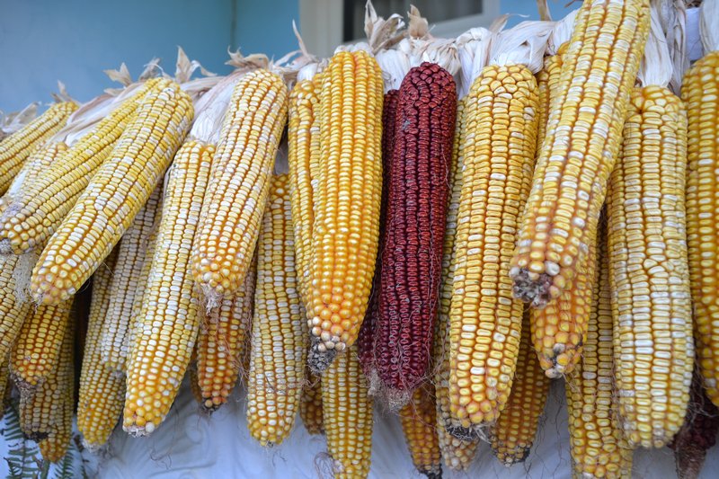 Drying the corn for animal food