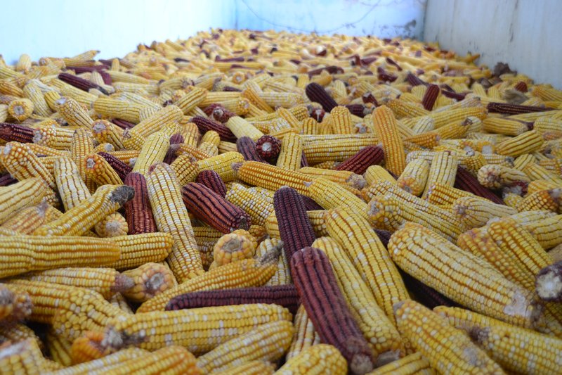 Lots of corn
